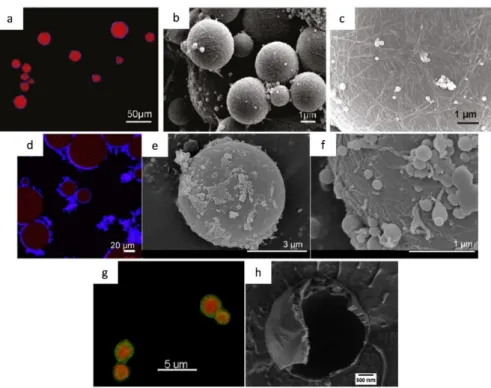 Figure 4. (a) Confocal laser scanning micrograph of hexadecane droplets stabilized by bacterial  cellulose nanocrystals (BCN) with double staining (oil stained with BODIPY564/570 and BCN stained  with calcofluor white)