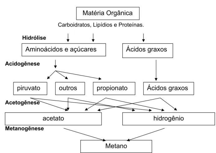 Figura 3.1: A seqüência de processos na digestão anaeróbia de  macro moléculas complexas