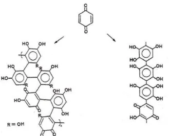 Figura 3.1 – Possíveis estruturas dos polímeros resultantes da reação de polimerização  oxidativa da hidroquinona e p-benzoquinona em meio alcalino.