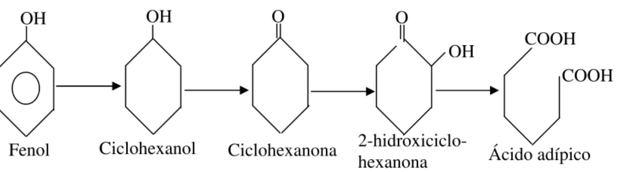Figura 2.1 – Rota redutiva da degradação do fenol  Fonte: Londry e Fedorak (1992). 