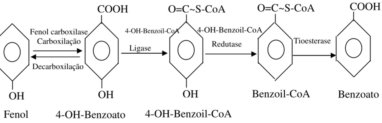 Figura 2.3 - Seqüência de reação de conversão de fenol a benzoil-CoA/benzoato por  consórcio sintrófico degradador de fenol