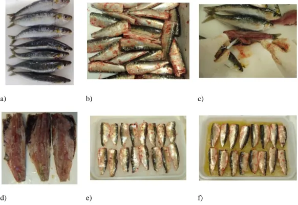 Figura 5 – Processo de obtenção dos filetes de sardinha (Sardina pilchardus) (Fonte própria)