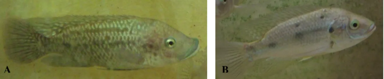 Figure  1.6  –  Individuals  of  Oreochromis mossambicus:  it  is  possible to  observe  the  dimorphism  in  sexual characteristics of the species