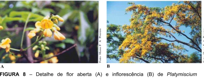 FIGURA 8 – Detalhe de flor aberta (A) e inflorescência (B) de Platymiscium  floribundum Vog