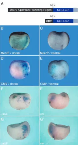 Fig. 3B) or dorsalization (CMV.Xnr1; Fig. 3B) of the embryo.