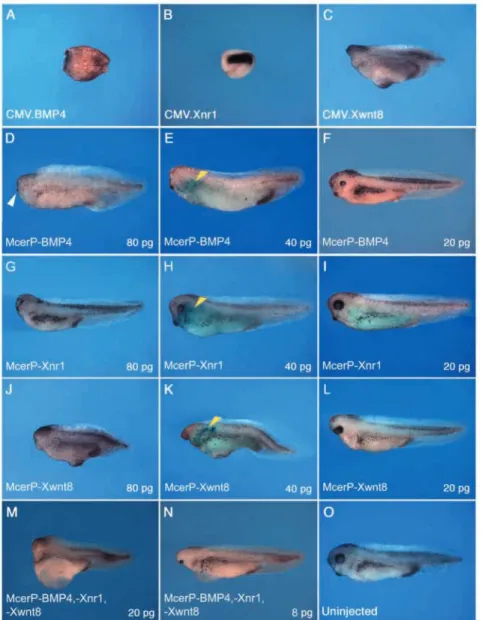 Fig. 3. Head defects induced by McerP-BMP4, Xnr1 and Xwnt8 microinjection in the frog embryo