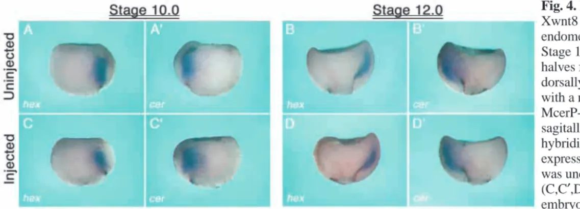 Fig. 4. Misexpression of BMP4, Xnr1 and Xwnt8 does not interfere with anterior endomesoderm patterning