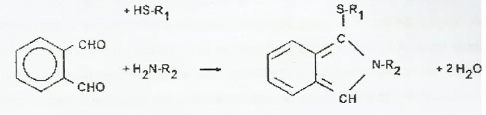 Figura 1.6 – Reacção OPA. O reagente OPA reage com o primeiro grupo de aminoácidos e com o  grupo do composto SH (ditiotreitol, DTT) formando um composto que absorve radiação a 340 nm  (retirado de Nielsen et al., 2001)