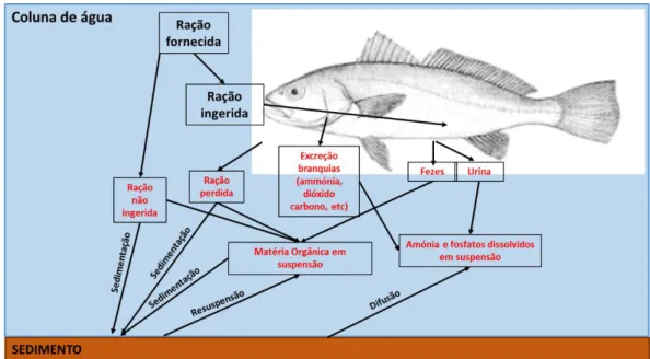 Figura 1 - Processos físicos que ocorrem com o fornecimento de ração em piscicultura. (Adaptado de  Serpa, 2011)