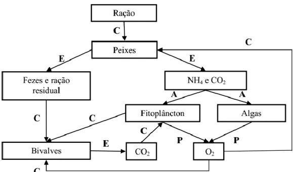 Figura 4 - Ciclo de nutrientes em sistema multitrófico integrado com peixes, bivalves e algas: C – Consumo; 