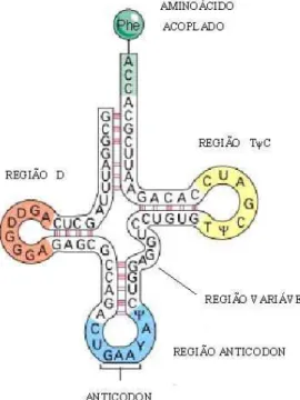 Figura 1.1: Esquema ilustrando o  tRNA Phe e suas respectivas regiões. 