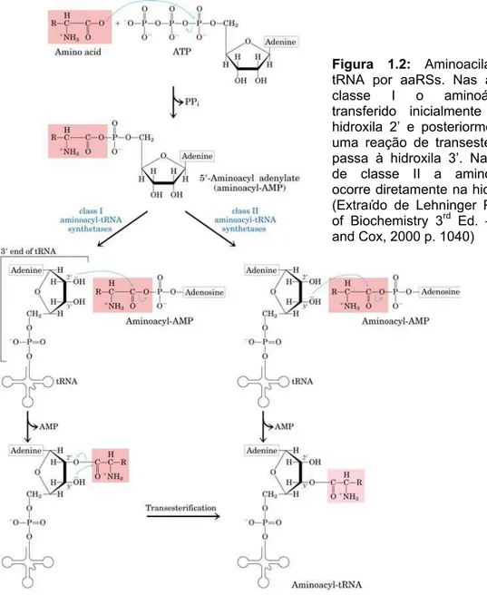 Figura 1.2: Aminoacilação do  tRNA por aaRSs. Nas aaRS de  classe I o aminoácido é  transferido inicialmente para a  hidroxila 2’ e posteriormente, por  uma reação de transesterificação  passa à hidroxila 3’