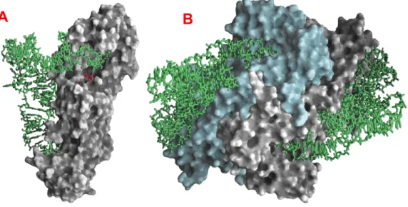 TABELA 1.1: Enzimas aminoacil-tRNA sintetase (XRS) agrupada em classe I e II conforme  ligação ao grupamento OH da ribose do aminoácido e em subclasses a, b e c segundo  características presentes nos aminoácidos