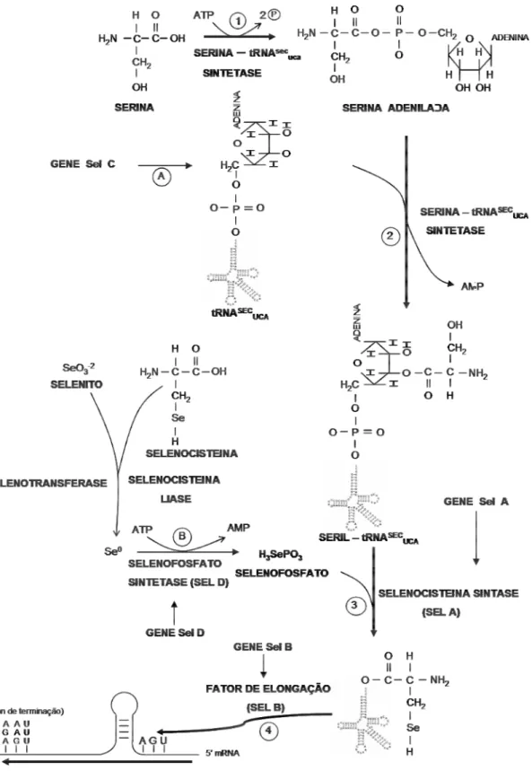 Figura  1.6 a: Etapas envolvidas na biossíntese e incorporação de selenocisteínas  conforme descrito no texto