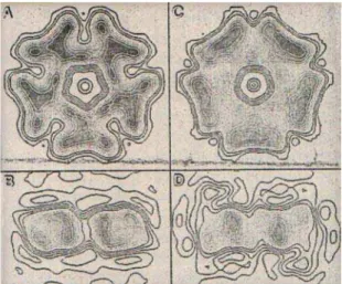 Figura 1.8: Imagens da proteína SELA  obtidas pela técnica de microscopia  eletrônica de transmissão utilizando  como marcador acetato de urânio