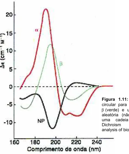 Figura 1.11: Espectros do dicroísmo  circular para α-hélice (vermelho), folha  β (verde) e uma região de seqüência  aleatória (não periódica) (preto) para  uma cadeia polipeptídica