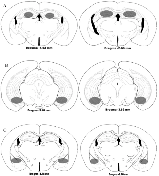 Figura 2: Locais de microinjeção de mCPP. A, Hipocampo dorsal; B, Hipocampo ventral; C,  Complexo Amigdalóide