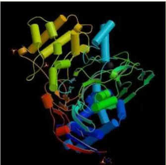 Figura 2.1: Ilustração em 3D da estrutura da PGA obtida por difração de raio-X   Fonte: RESEARCH..