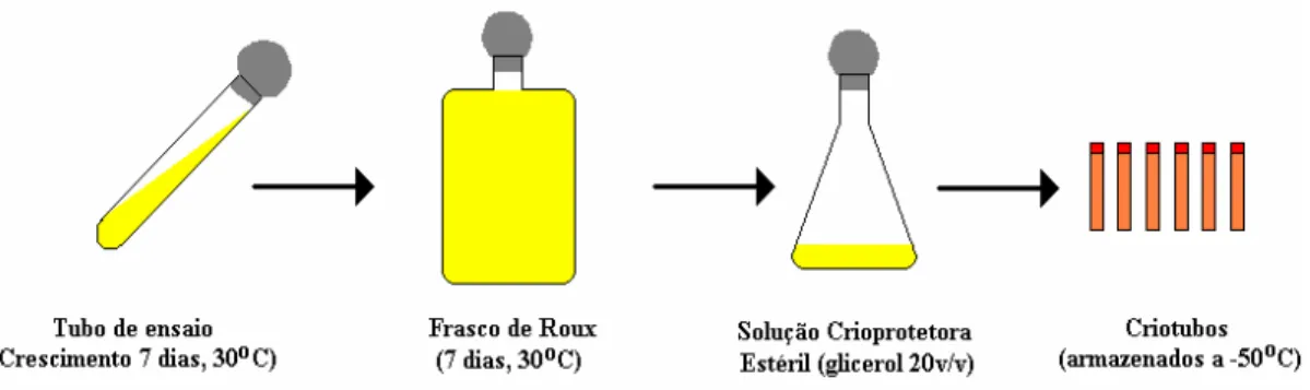 Figura 3.2: Preparo dos criotubos com Bacillus megaterium (SILVA, 2003). 