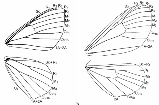 FIGURA 2: Venação de asas de Geometridae: a) Ennominae; b)  Sterrhinae (retirado de  COSTA-LIMA 1949)