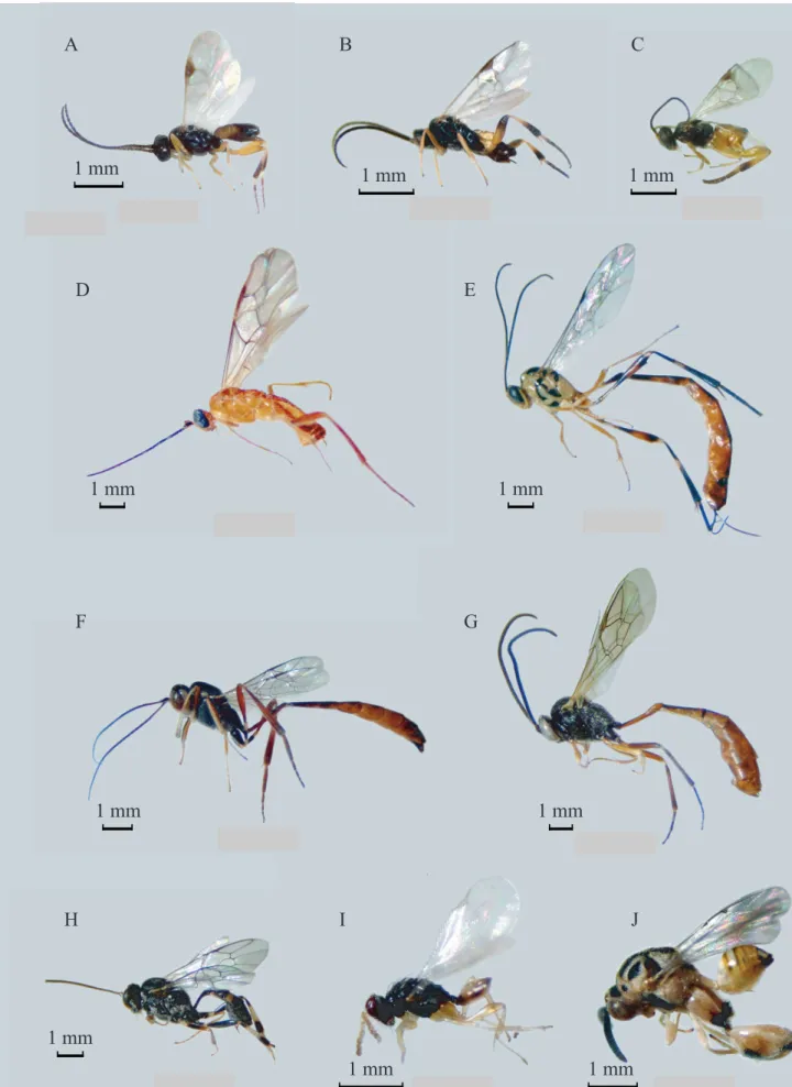 FIGUR A  13: A ) Cotesia sp.     ; B ) Glyptapanteles sp.   ; C) Hypomicrogaster acarnas   ;  D) E xasticolus fuscicornis   ; E ) E iphosoma sp
