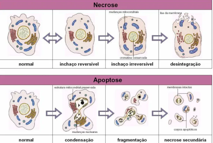 Figura 2.2. Esquema geral da diferença entre apoptose e necrose em células animais  (BioAgency, 2004)