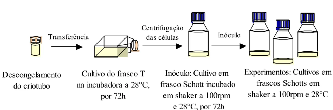 Figura 3.2. Representação esquemática do procedimento seguido nos experimentos  de cultivos das células inseto S2
