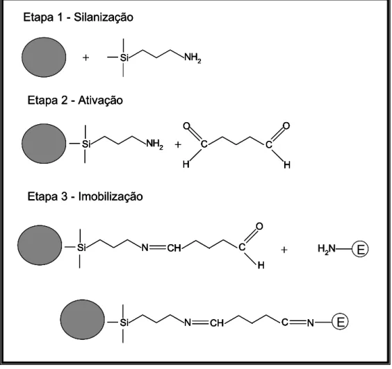 Figura 3.1 – Etapas envolvidas na imobilização de enzimas em sílica de  porosidade controlada (CPG) 
