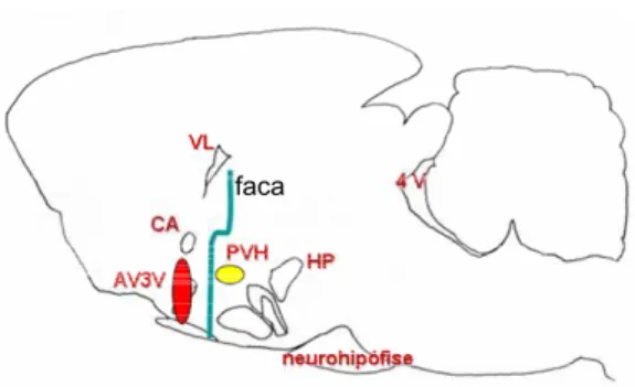 FIGURA 2: Esquema representativo de um  corte sagital do encéfalo, mostrando o  posicionamento da faca utilizada para  desconexão hipotalâmica rostral ao núcleo  paraventricular do hipotálamo (PVH)