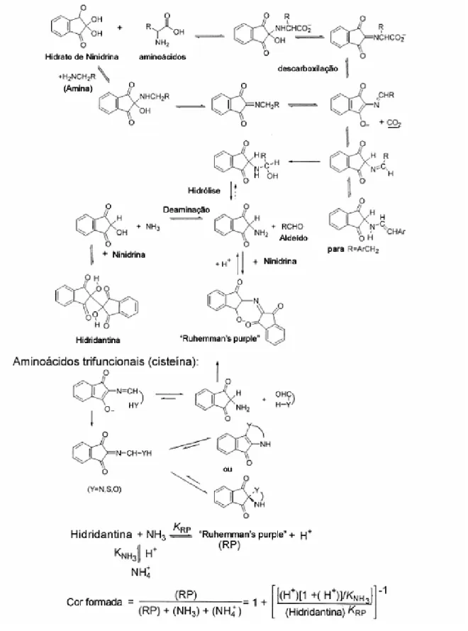 Figura 2.3 – Mecanismo da reação entre α - aminoácidos e ninidrina para formar o  Ruhemann’s Purple e outros produtos (FRIEDMAN, 2004)