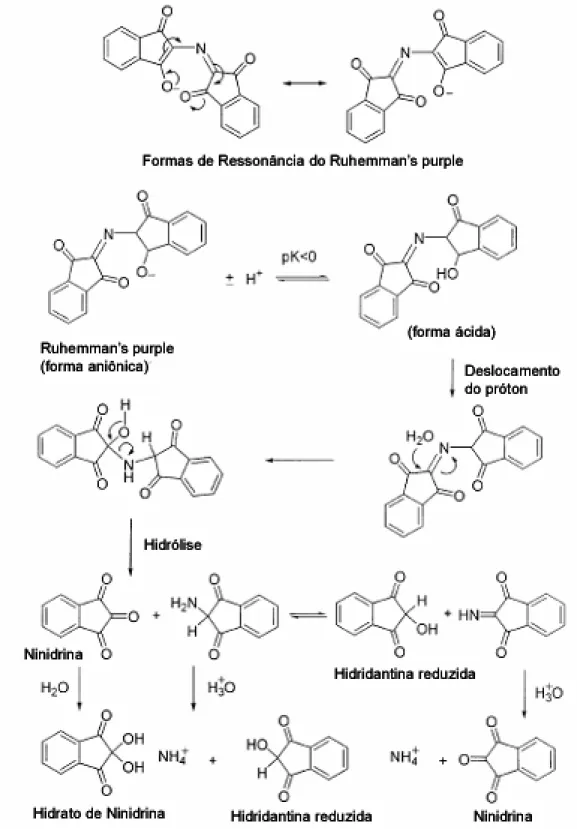 Figura 2.4 – Esquema representando o elétron delocalizado e o mecanismo de  hidrólise para formação do Ruhemann’s Purple em solução ácida (FRIEDMAN,  2004)