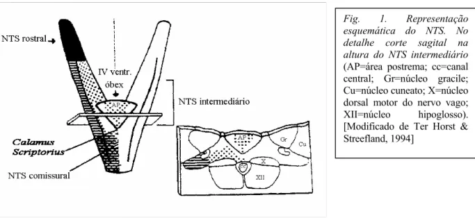 Fig. 1. Representação  esquemática do NTS. No  detalhe corte sagital na  altura do NTS intermediário  (AP=área postrema; cc=canal  central; Gr=núcleo gracile; 