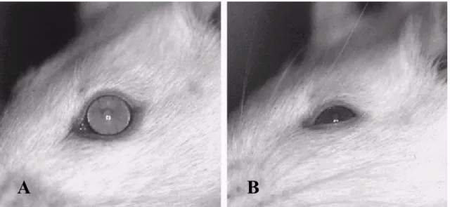 Figura 3 – A presença de ptose palpebral pode ser observada em ratas tratadas com  Guanetidina durante todo o período do tratamento