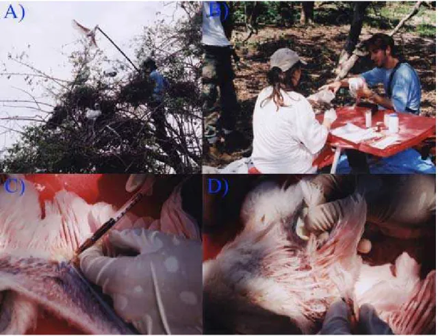 Figura 7. Procedimentos de captura e coleta de material biológico de colhereiros, na região do Pantanal,  Baía de Gaíva em 2003
