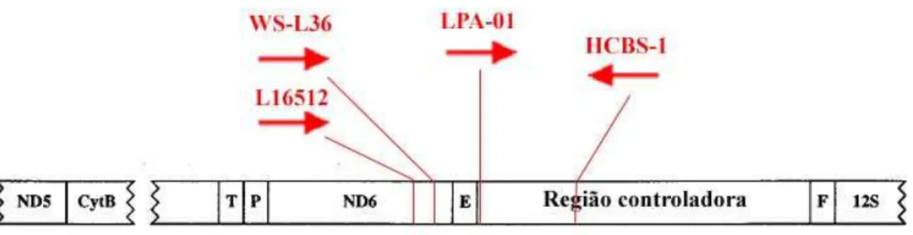 Figura 8. Figura com a localização dos oligonucleotídeos iniciadores em uma representação do DNA  mitocondrial