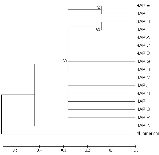 Figura 9. Árvore de haplótipos construída pelo método de máxima parcimônia considerando as deleções