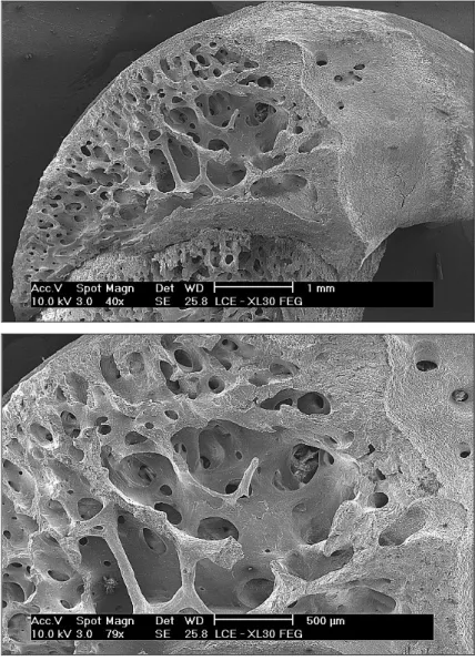 Figura 16: Micrografias do fêmur de rato do grupo de animais                       Basais 