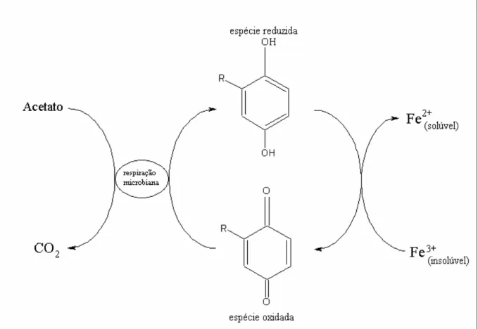Figura 1.8 – Esquema da oxidação anaeróbica do acetato na presença de  microrganismos e grupos quinonas com a redução e dissolução de ferro  40 