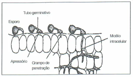 FIGURA 1.1: Representação esquemática da invasão de um fungo endofítico a  planta hospedeira [7]