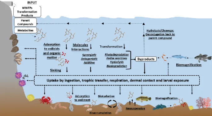 Figure  1.9:  Behaviour  and  fate  of  anticancer  drugs,  in  conjugation  to  abiotic  and  biotic  processes, in the marine environment