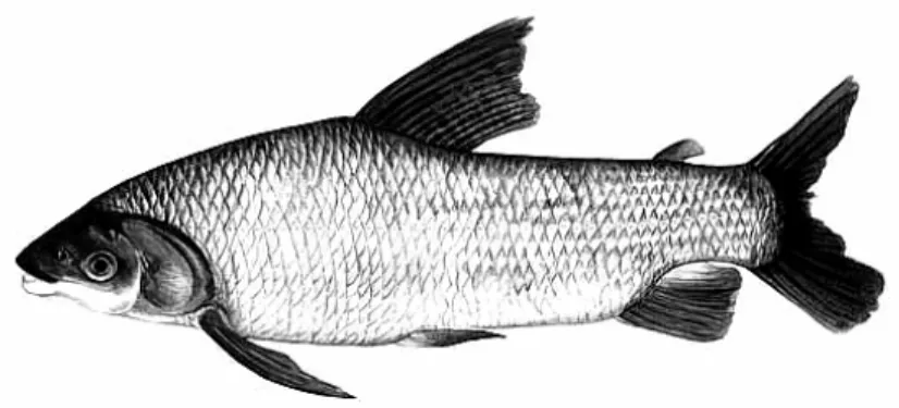 FIGURA 2. Curimbatá, Prochilodus lineatus (Fish base). 