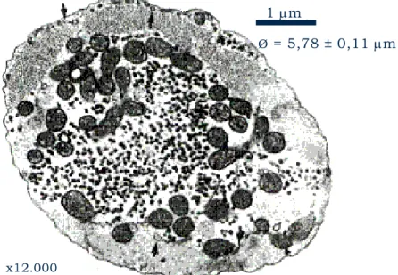 FIGURA 1 - Fotomicrografia eletrônica de um corte transversal do miócito ventricular  de carpa cruciana, Carassius carassius (aumento de 12.000 vezes)