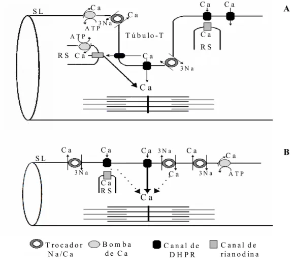 FIGURA 2 - Esquema geral do mecanismo de acoplamento E-C do músculo cardíaco,  comparando o modelo existente em mamíferos (A) com o proposto para  teleósteos (B)