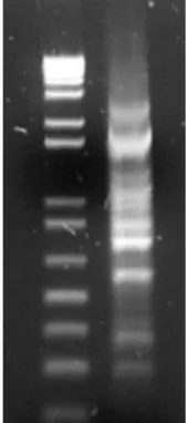 Figura 8. Produtos de RAPD utilizados para o isolamento de loci de microssatélites através da  metodologia PIMA após purificação (ladder de 1kb)