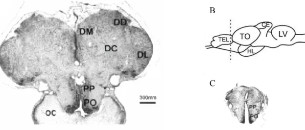 Fig 3: A: foto de um cérebro íntegro de teleósteo. B: foto de  um cérebro de teleósteo após ablação telencefálica