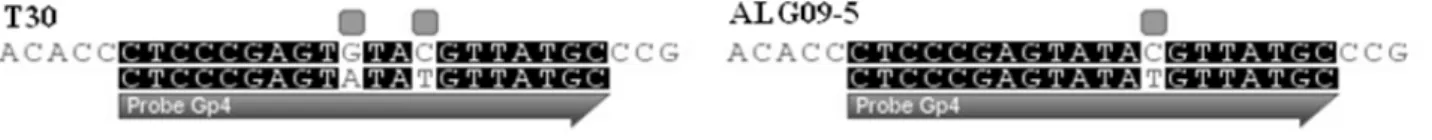 Figure 3.  Annealing region of probe from group 4 in the sequences of isolates T30 (reference isolate from group M) and  haplotype ALG09-5