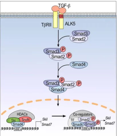 Figure 1.2 Schematic figure representing TGFβ signaling pathway. The activation of TGFβ  receptor induces proteins that inhibits cell cycle progression (from Tecalco-Cruz et al