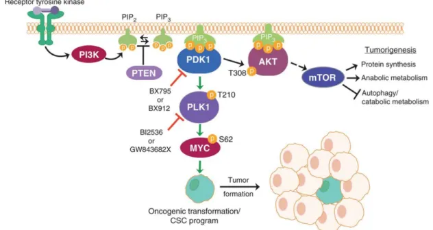 Figure 1.4 Schematic figure representing the PI3K pathway. PI3K converts PIP2 into PIP3,  leading to the activation of AKT and Myc