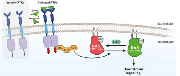 Figure 1.5 Schematic figure representing Ras activation. The phosphorylation of RTK leads  to the activation of Ras (adapted from Schöneborn et al