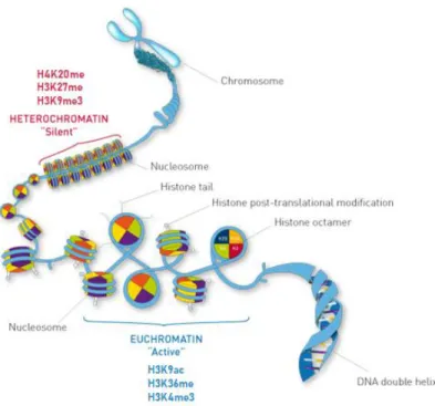Figure 1. 5 Post-translational histone modifications regulate chromatin compaction. Histone`s N- N-terminal  tails  are  susceptible  to  PTMs  that  can  lead  either  to  an  active  (euchromatin)  or  silent  (heterochromatin)  conformation